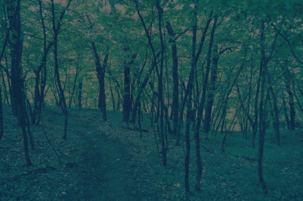 shady forest